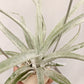 Tillandsia Queen’s Surprise