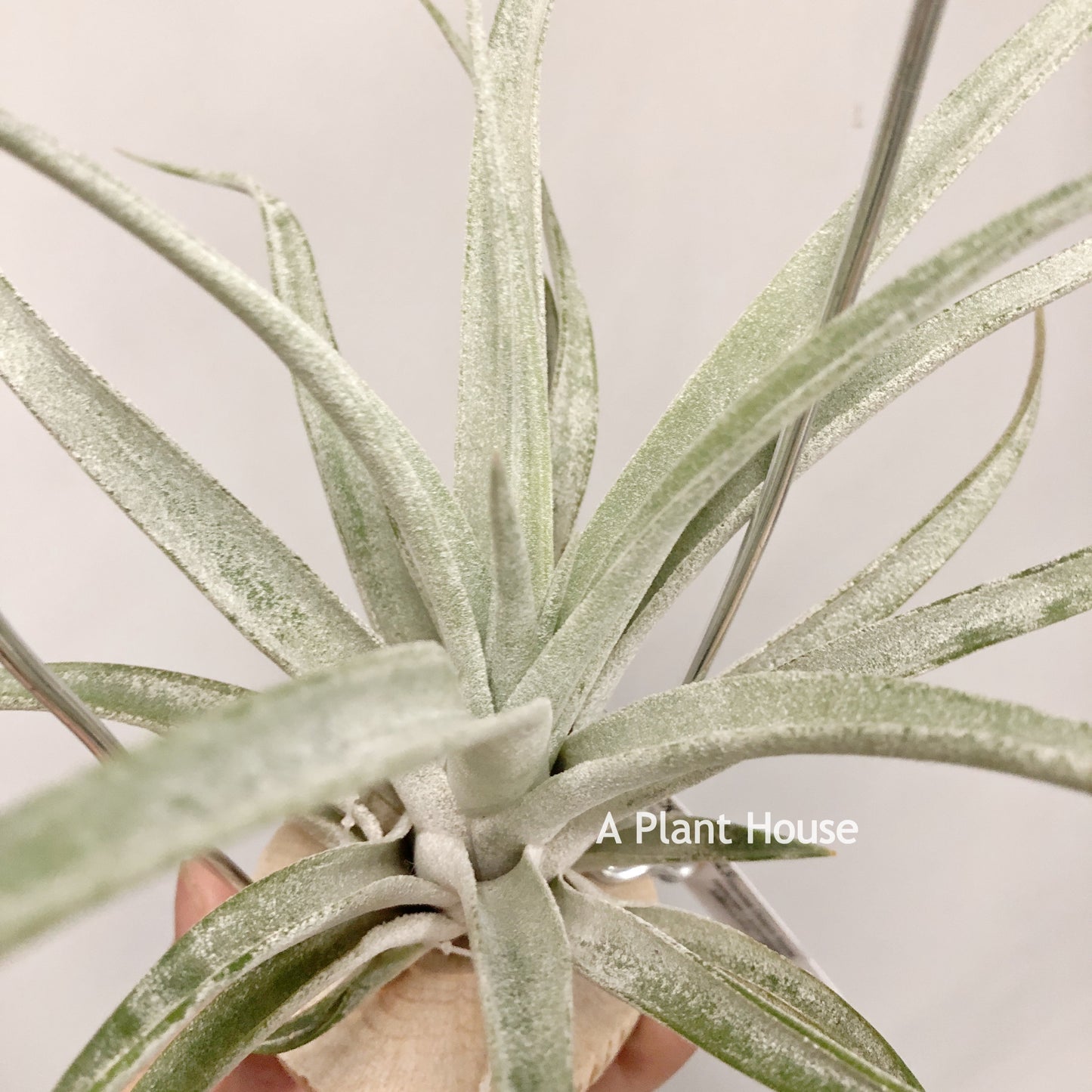 Tillandsia Queen’s Surprise