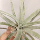 Tillandsia Queen’s Surprise