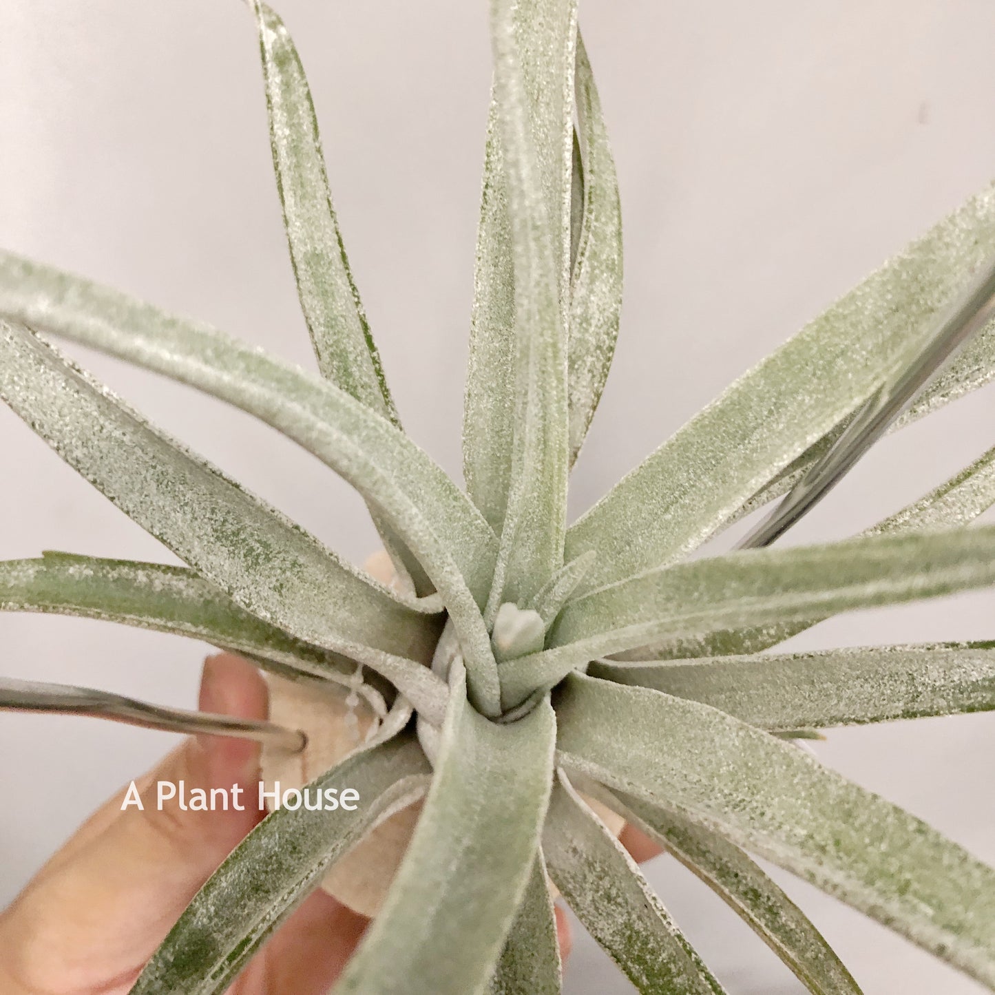 Tillandsia Queen’s Surprise