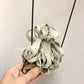 Tillandsia Regal Rene