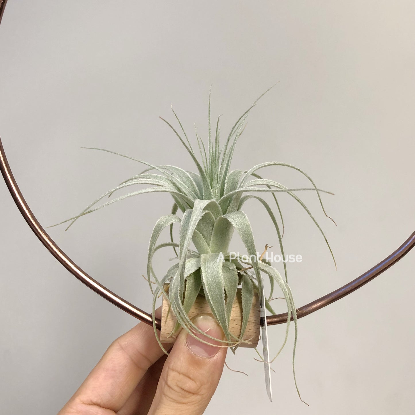 Tillandsia Gardneri Morro do Chapeu