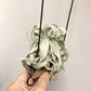 Tillandsia Regal Rene