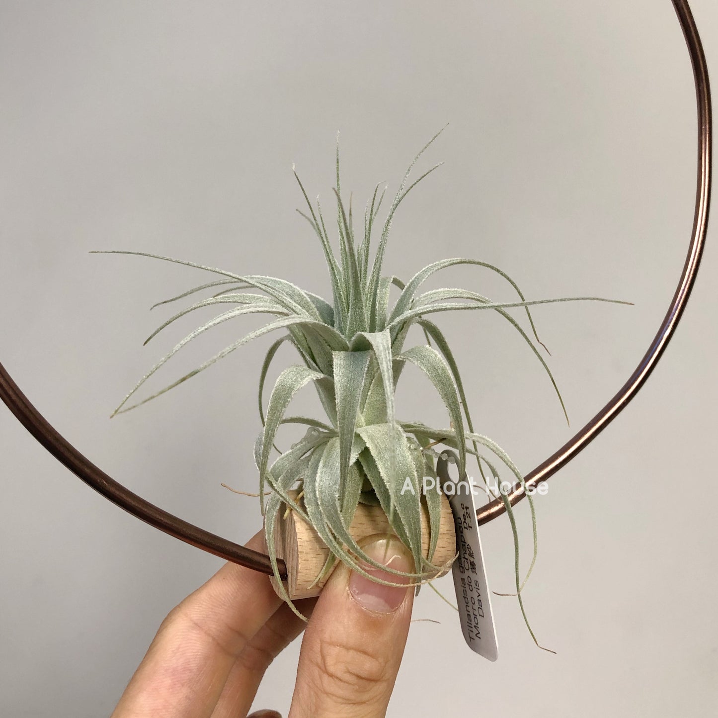 Tillandsia Gardneri Morro do Chapeu