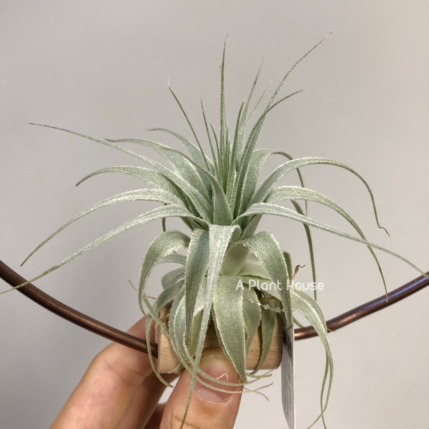 Tillandsia Gardneri Morro do Chapeu