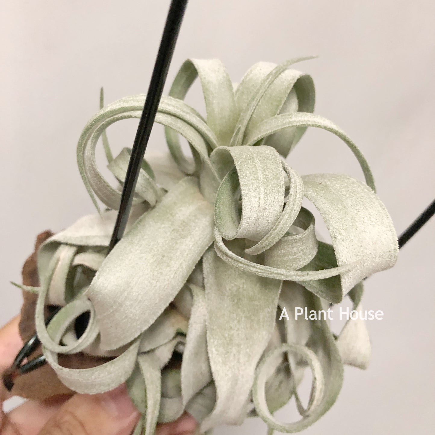 Tillandsia Regal Rene