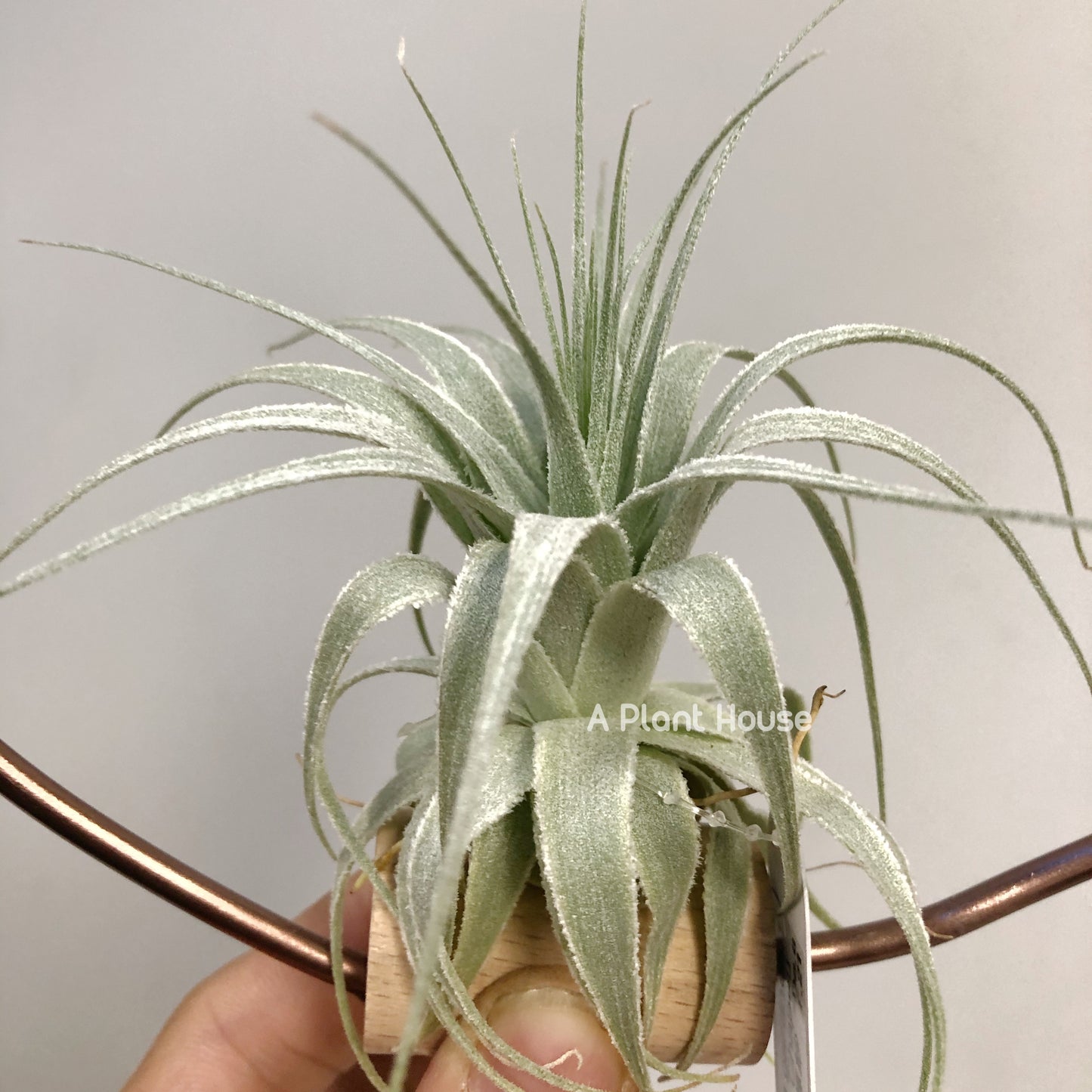 Tillandsia Gardneri Morro do Chapeu