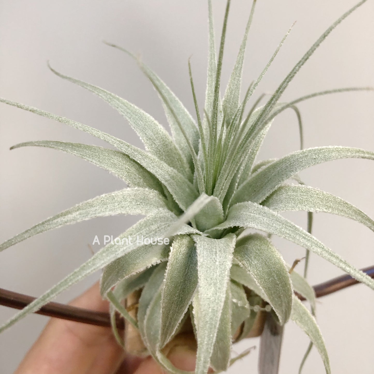 Tillandsia Gardneri Morro do Chapeu