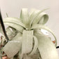 Tillandsia Regal Rene
