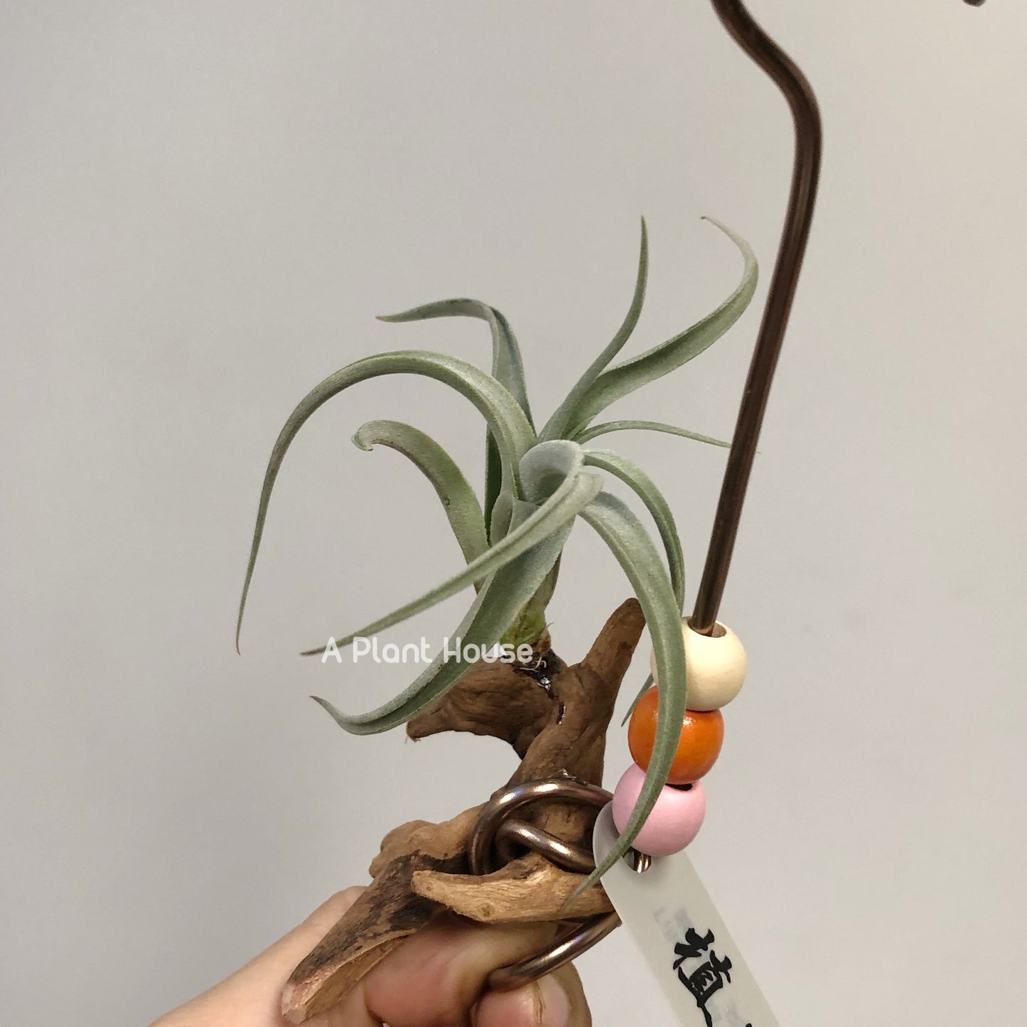 Tillandsia Micans 'Hybrid'