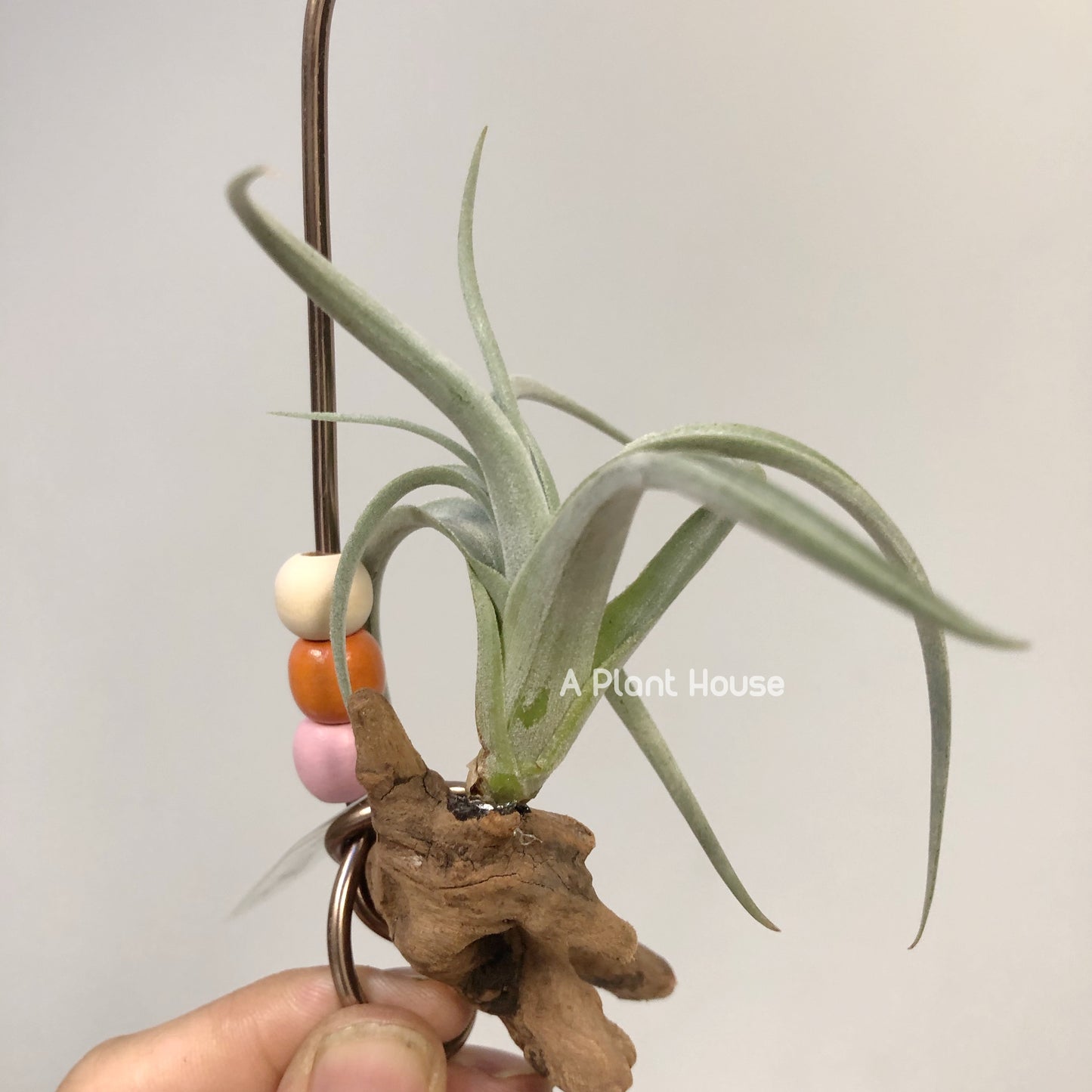 Tillandsia Micans 'Hybrid'