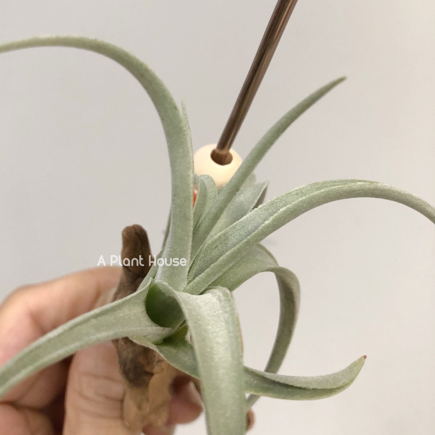 Tillandsia Micans 'Hybrid'