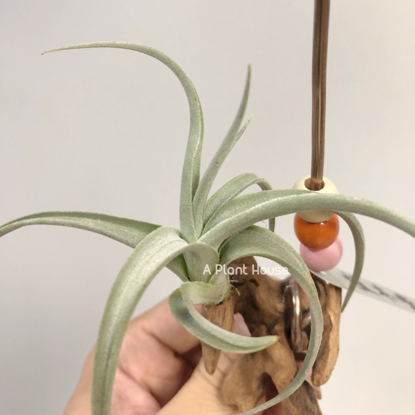 Tillandsia Micans 'Hybrid'