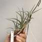 Tillandsia Mystic Burgundy、 Mystic Trumpet、Mystic Rainbow Pink