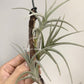 Tillandsia Mystic Burgundy、 Mystic Trumpet、Mystic Rainbow Pink
