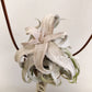 Tillandsia Red Robin