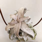 Tillandsia Red Robin