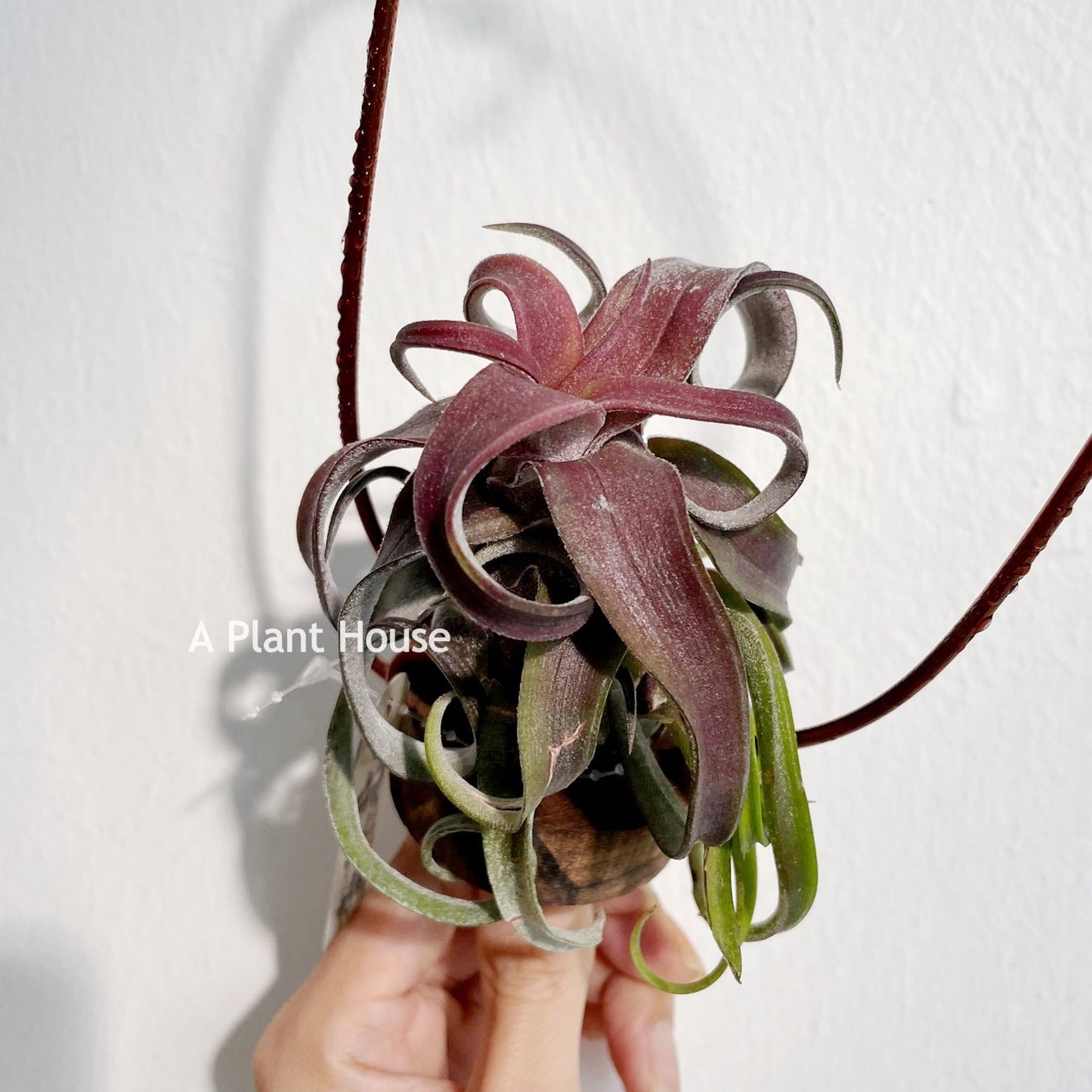 Tillandsia Red Robin