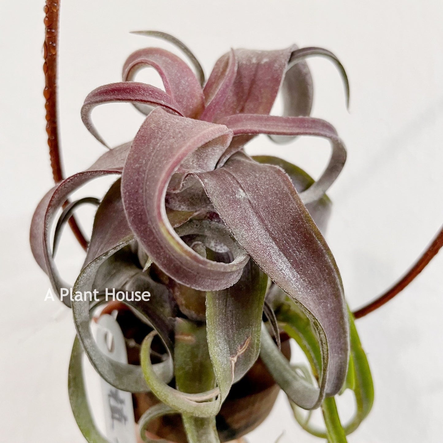 Tillandsia Red Robin