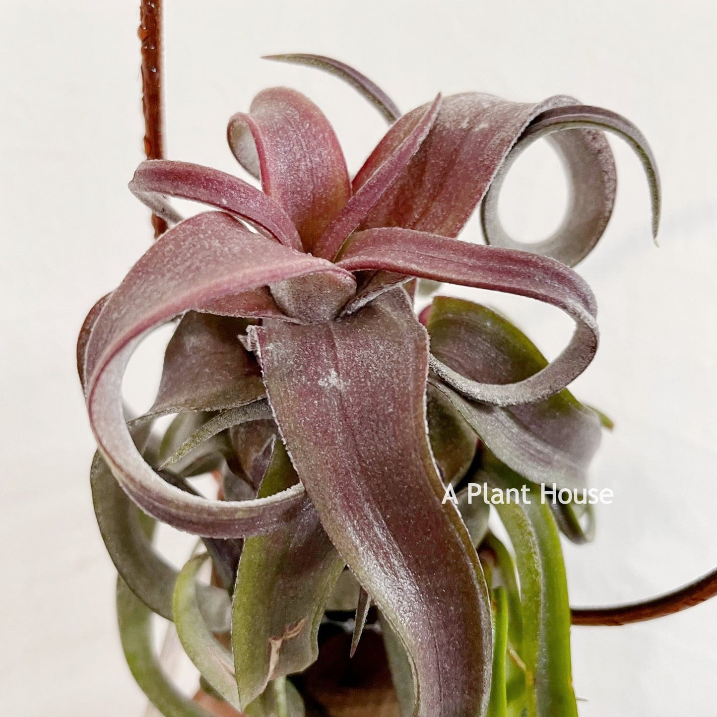 Tillandsia Red Robin