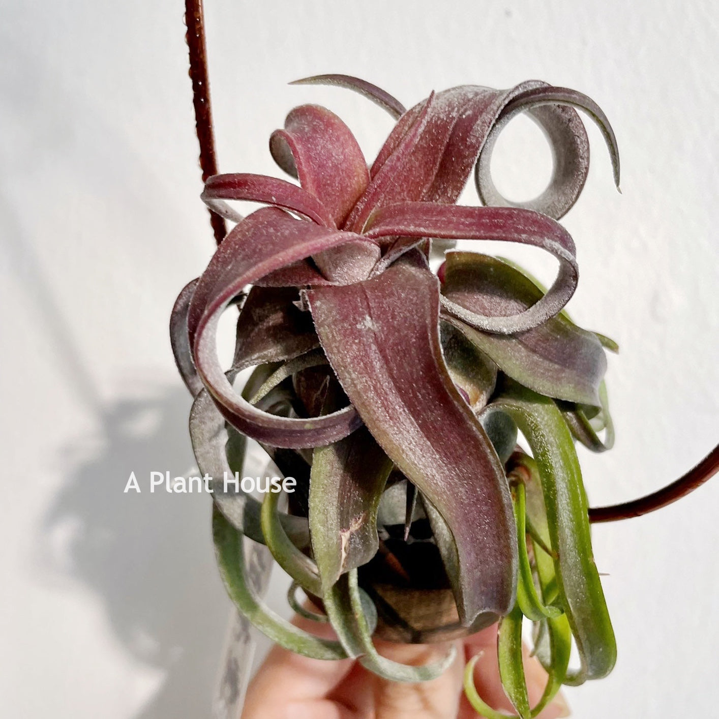 Tillandsia Red Robin – APlantHouse