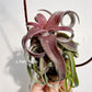 Tillandsia Red Robin