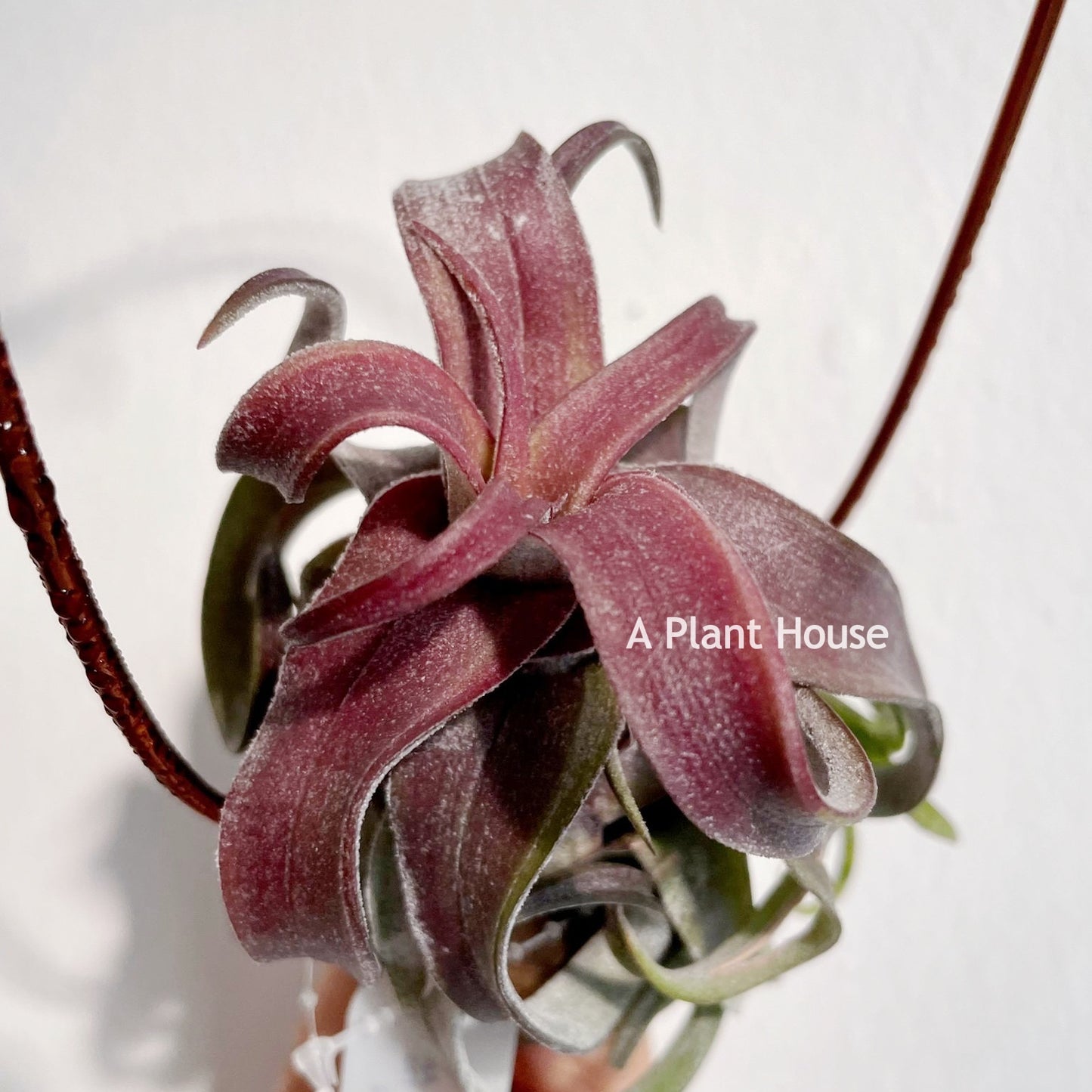 Tillandsia Red Robin