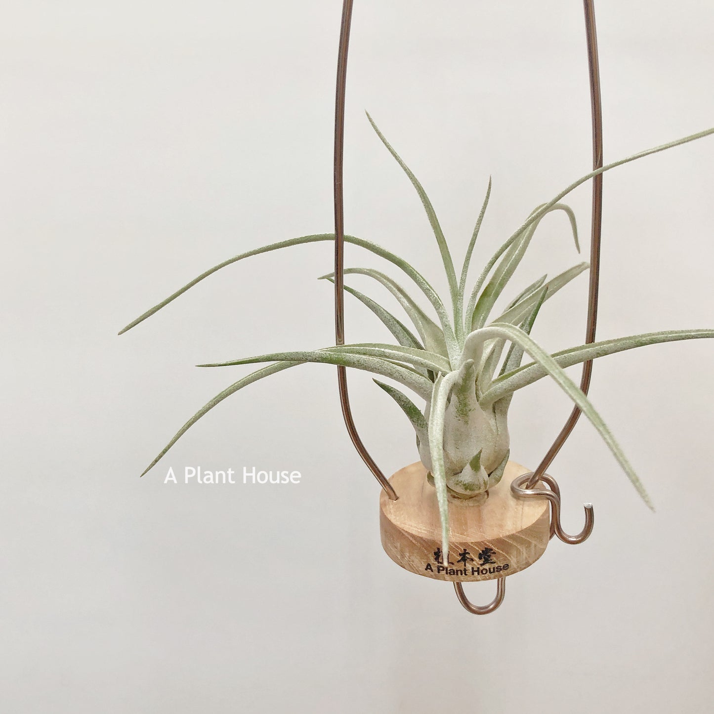 Tillandsia Oh My