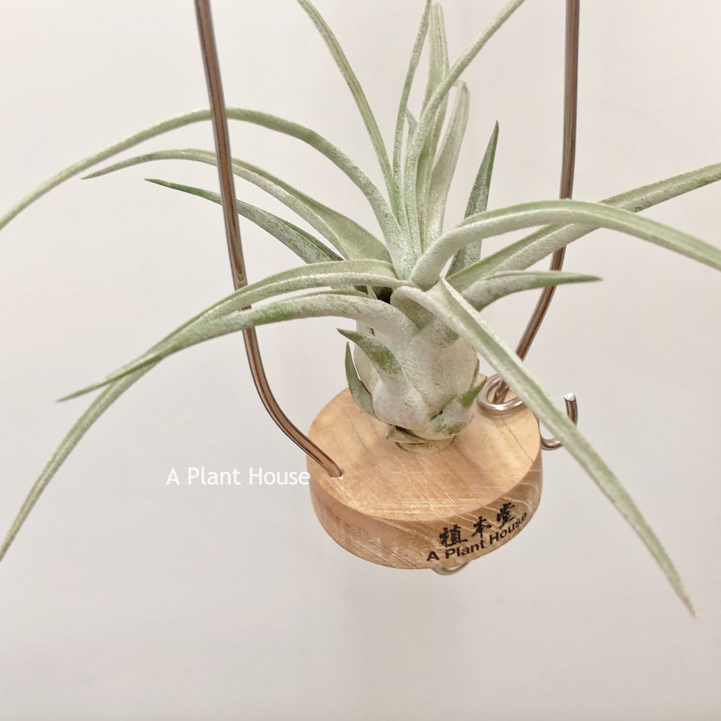 Tillandsia Oh My