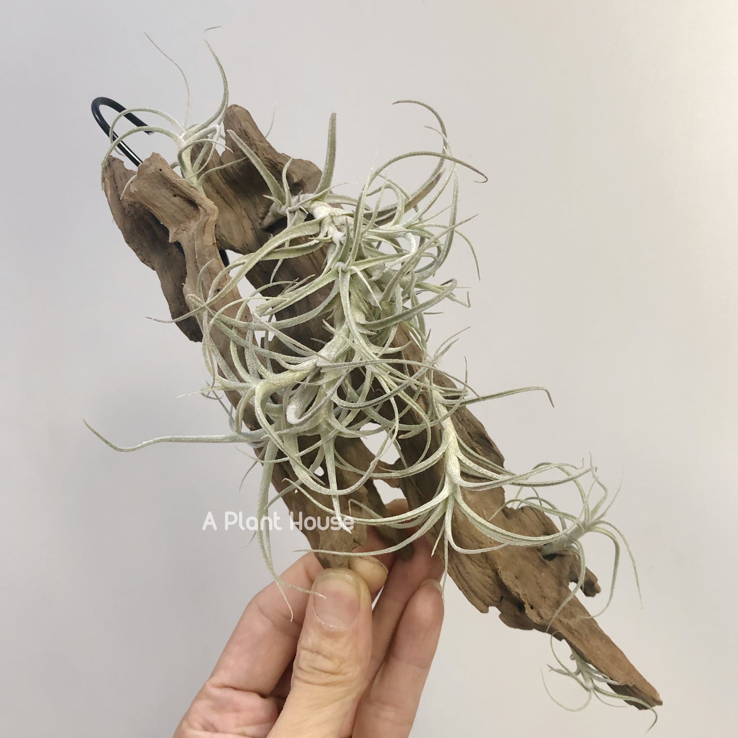 Tillandsia Marconae