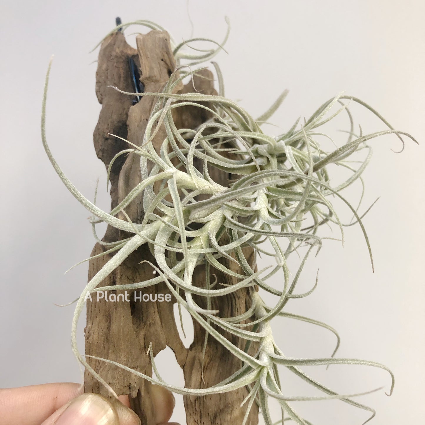 Tillandsia Marconae