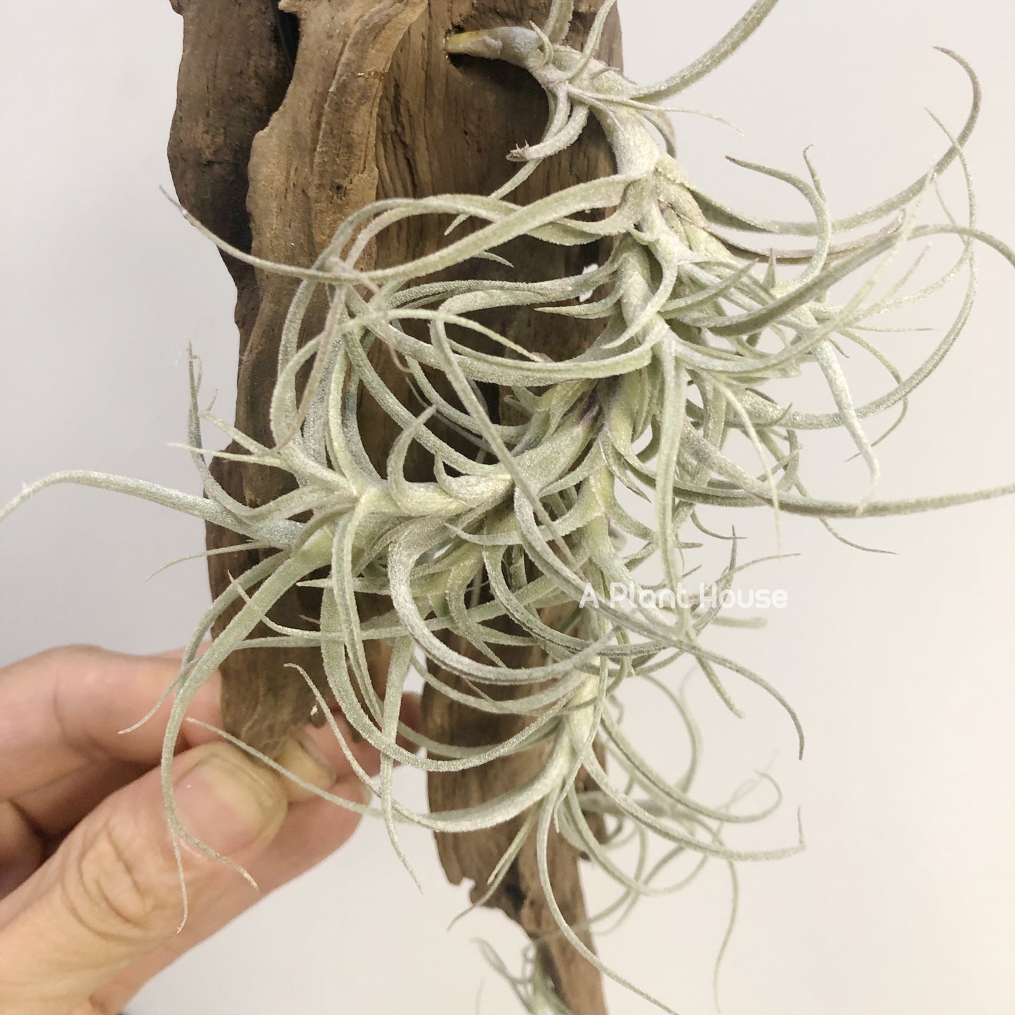 Tillandsia Marconae