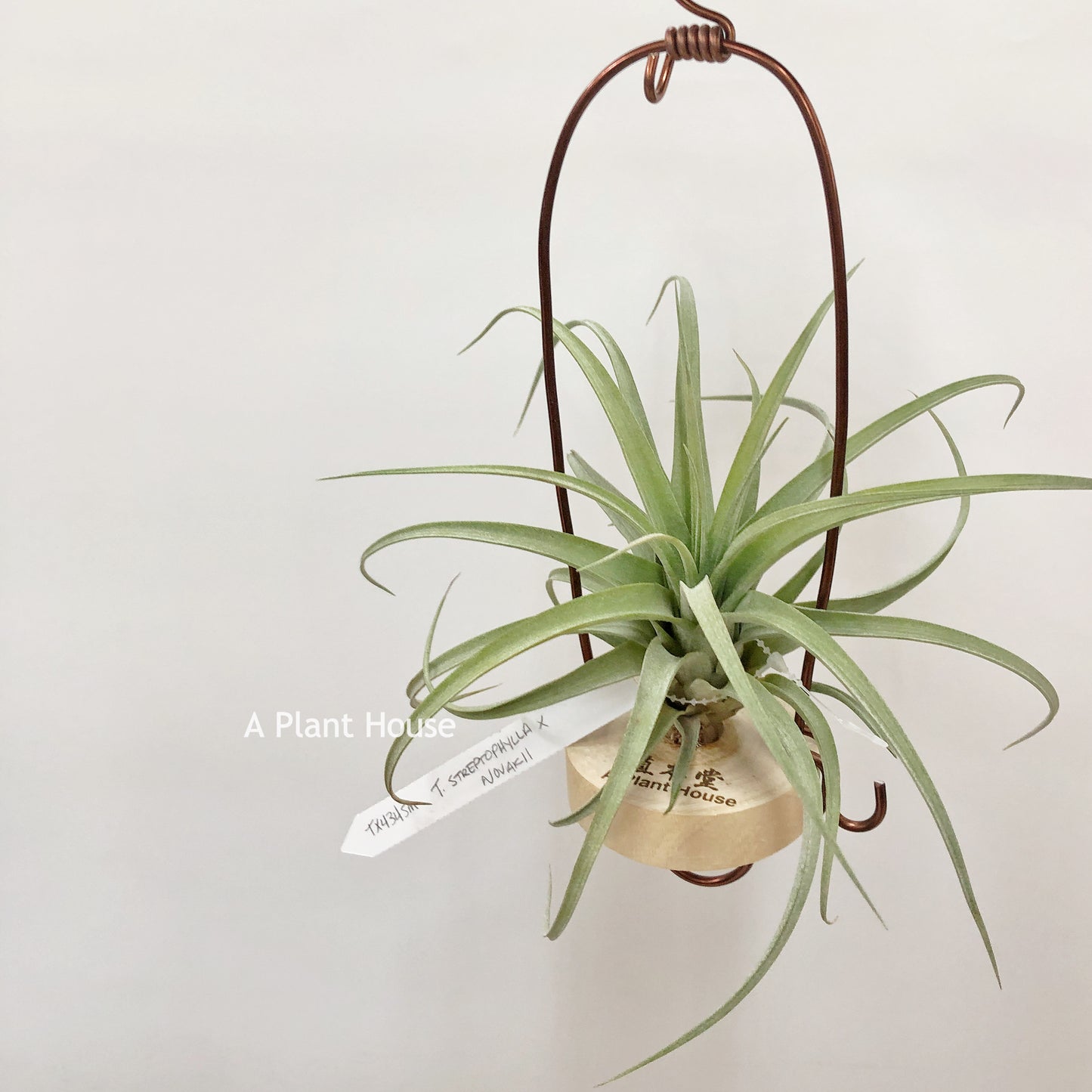 Tillandsia Streptophylla x Novakii