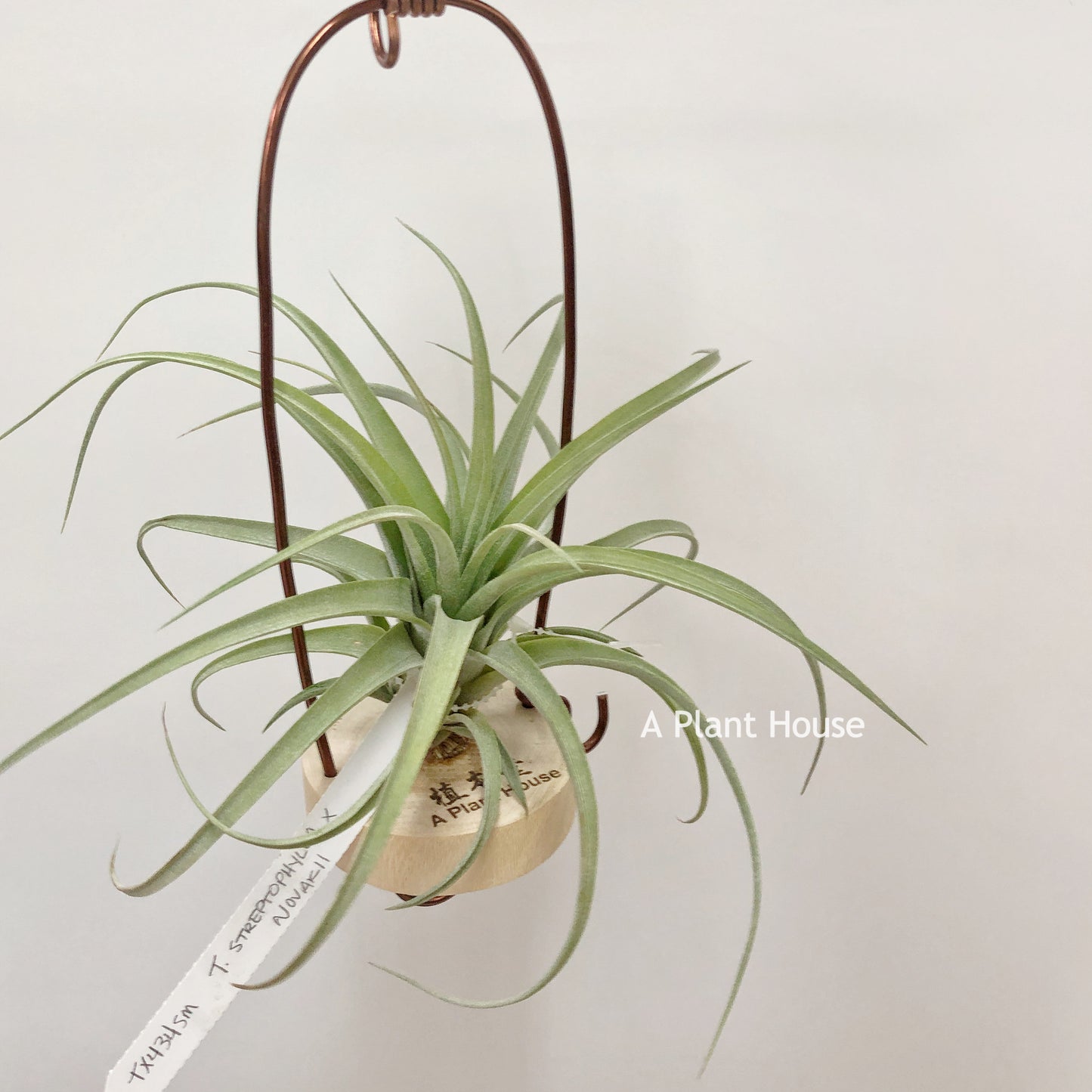 Tillandsia Streptophylla x Novakii