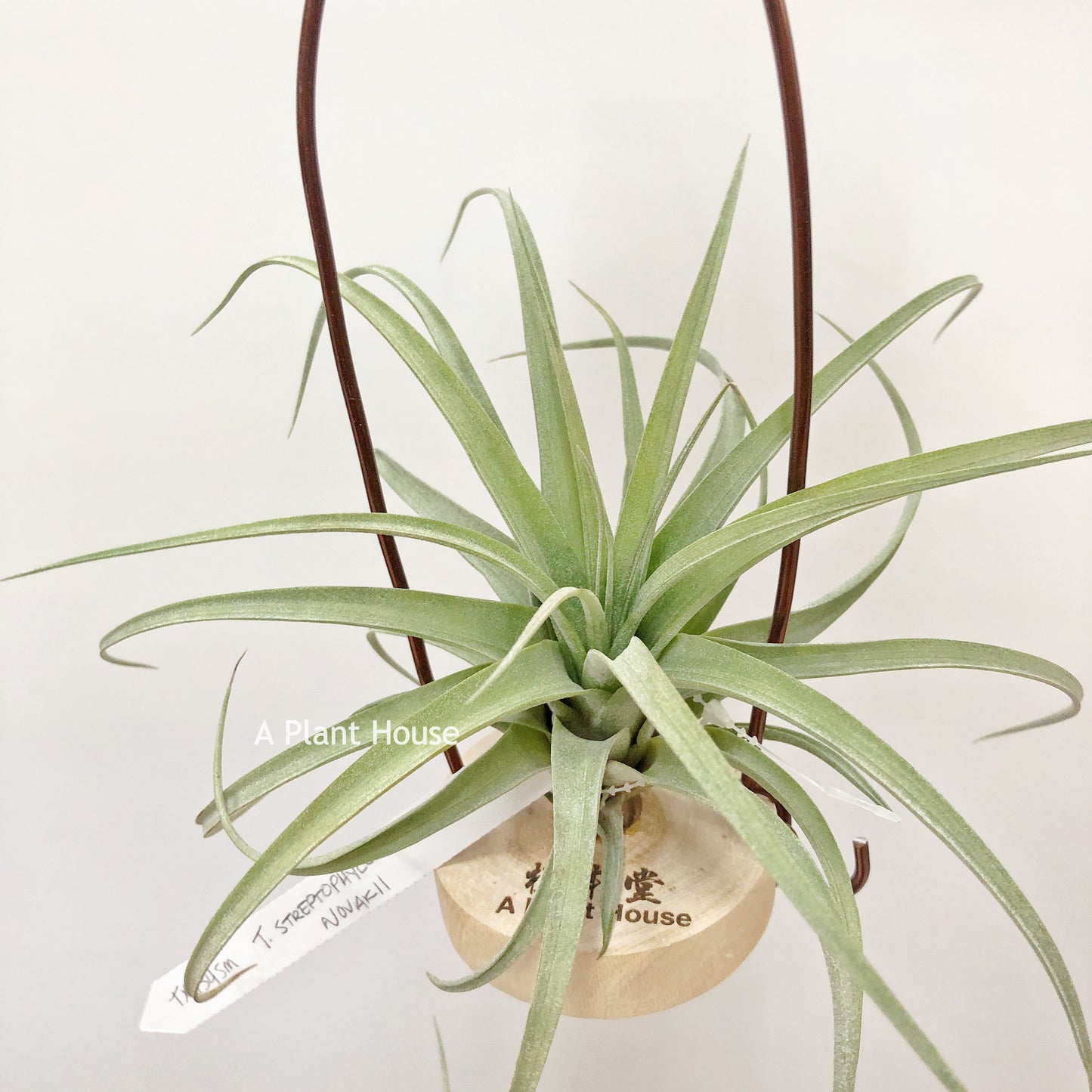 Tillandsia Streptophylla x Novakii