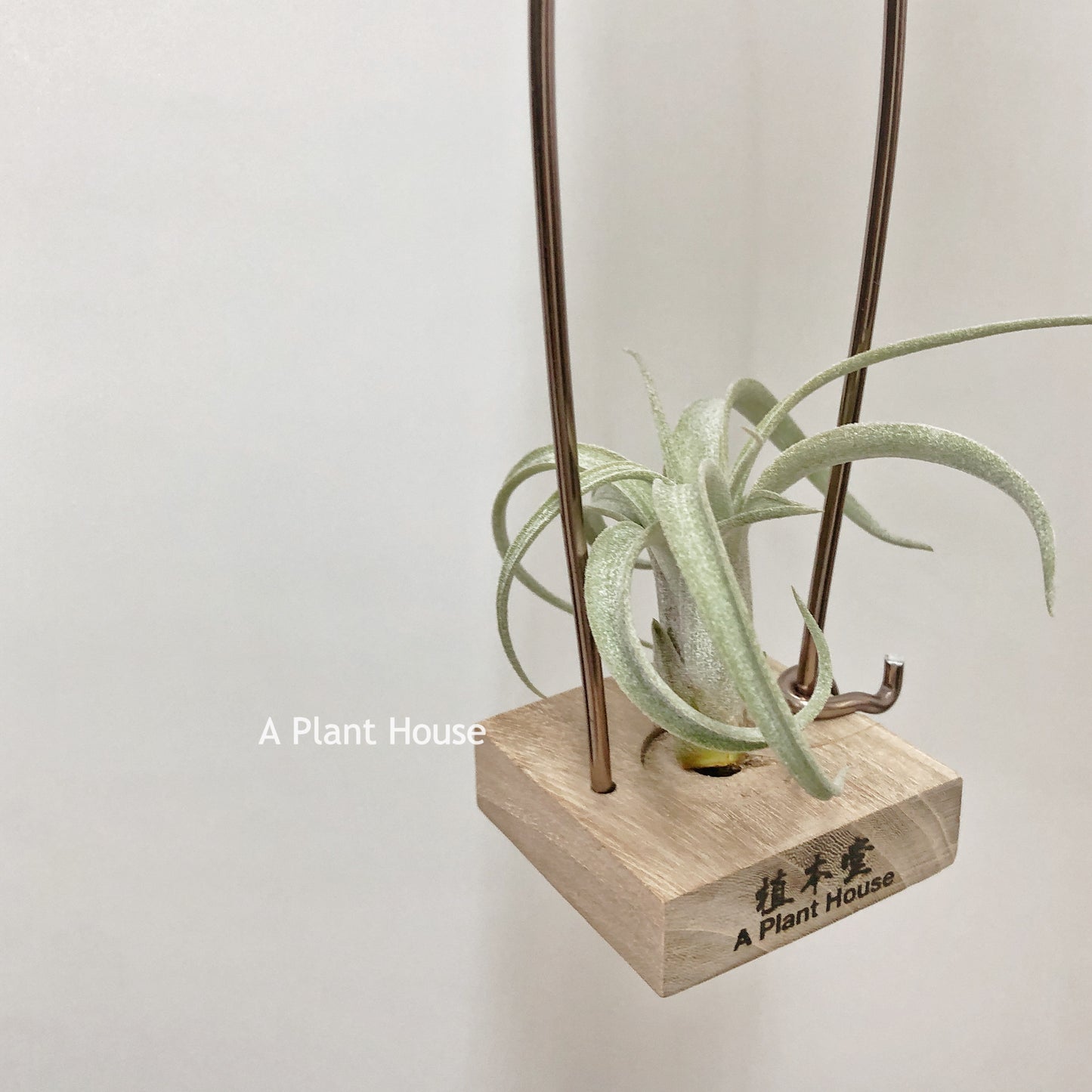 Tillandsia Exserta x Streptophylla