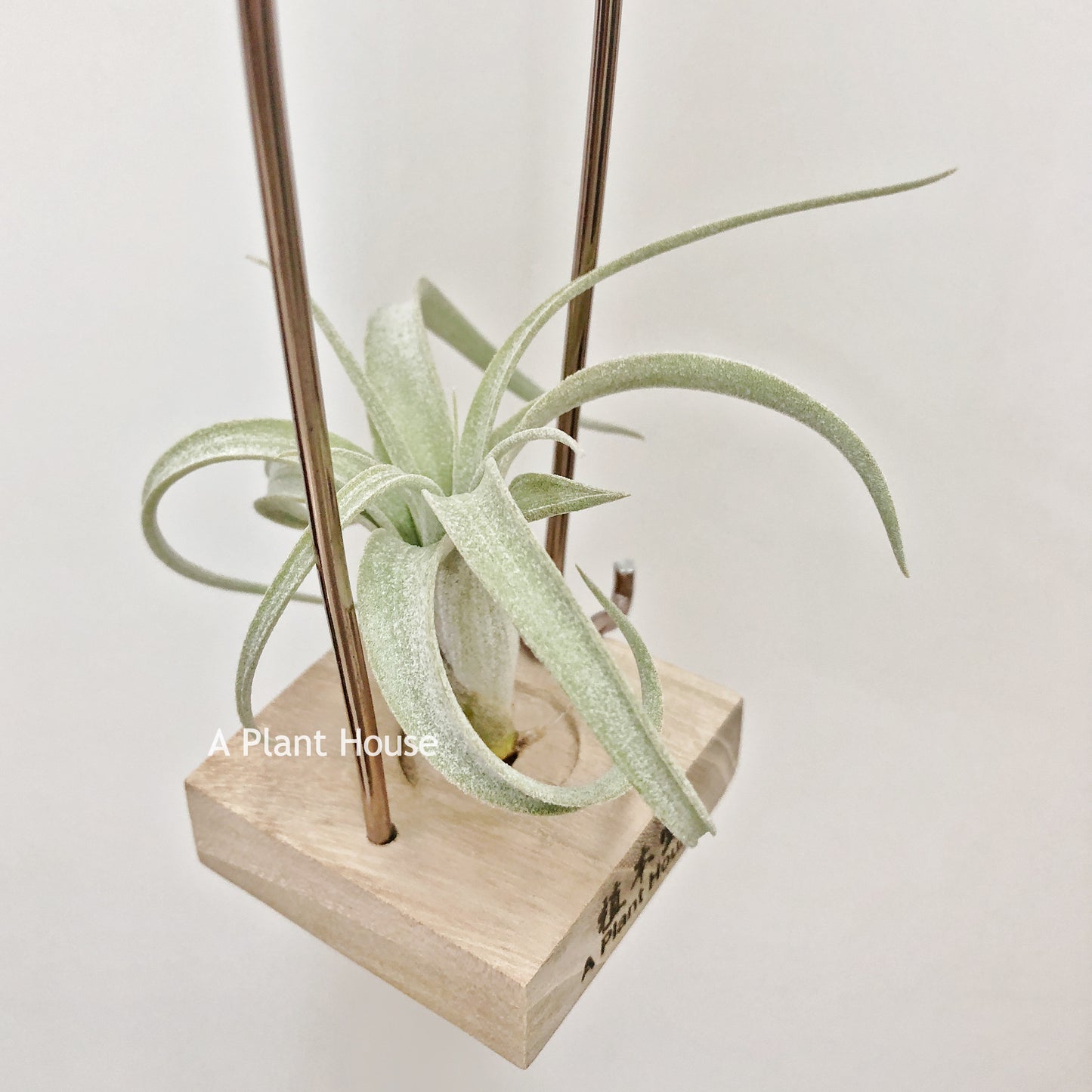 Tillandsia Exserta x Streptophylla