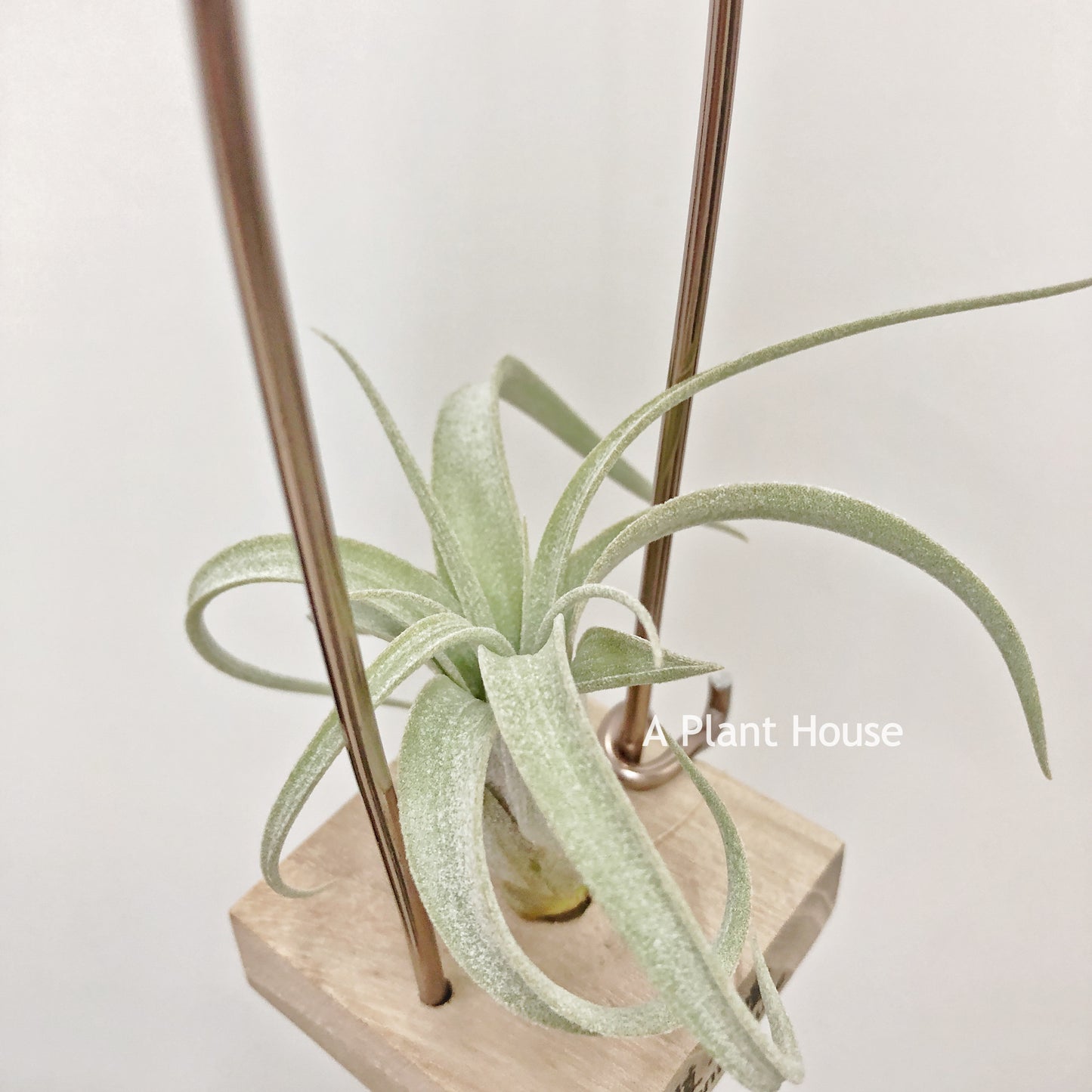 Tillandsia Exserta x Streptophylla