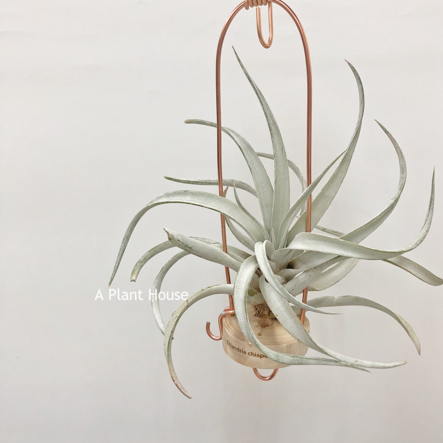 Tillandsia Chiapensis