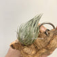 Tillandsia Kautskyi