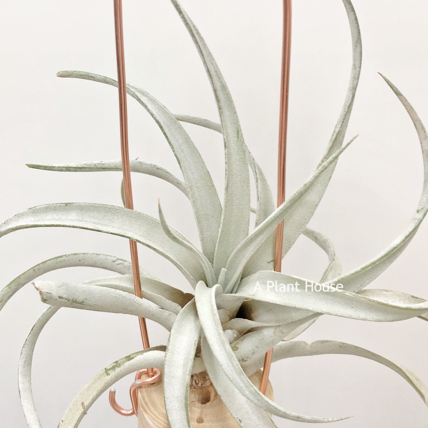 Tillandsia Chiapensis