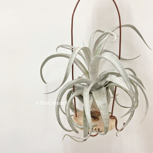 Tillandsia Miami Magic