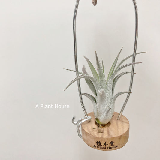 Tillandsia Silver Trinket