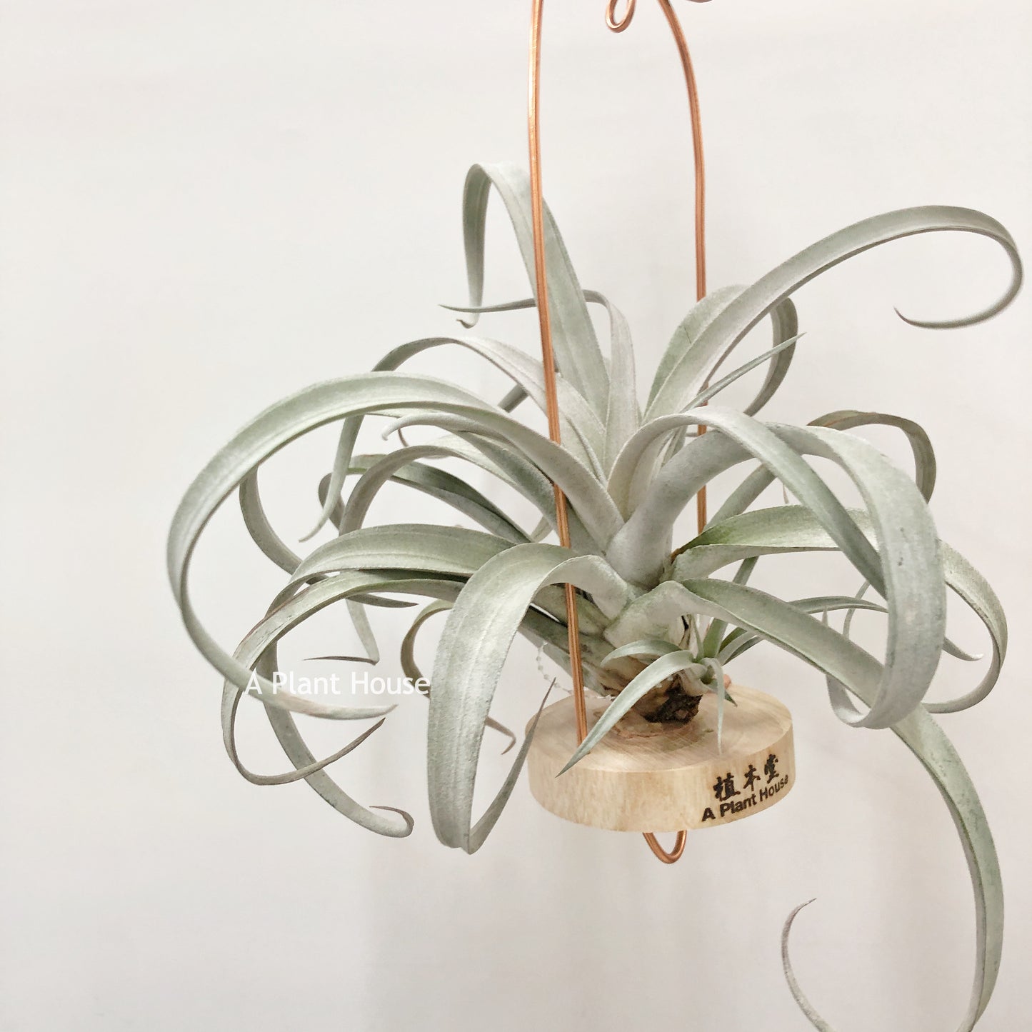 Tillandsia Chiapensis Giant