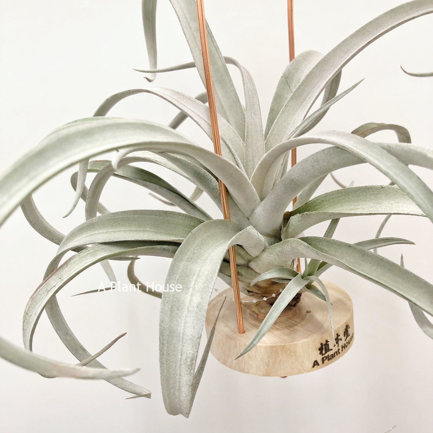 Tillandsia Chiapensis Giant