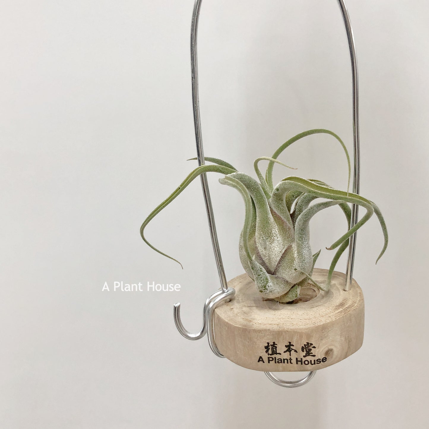 Tillandsia Caput-Medusa