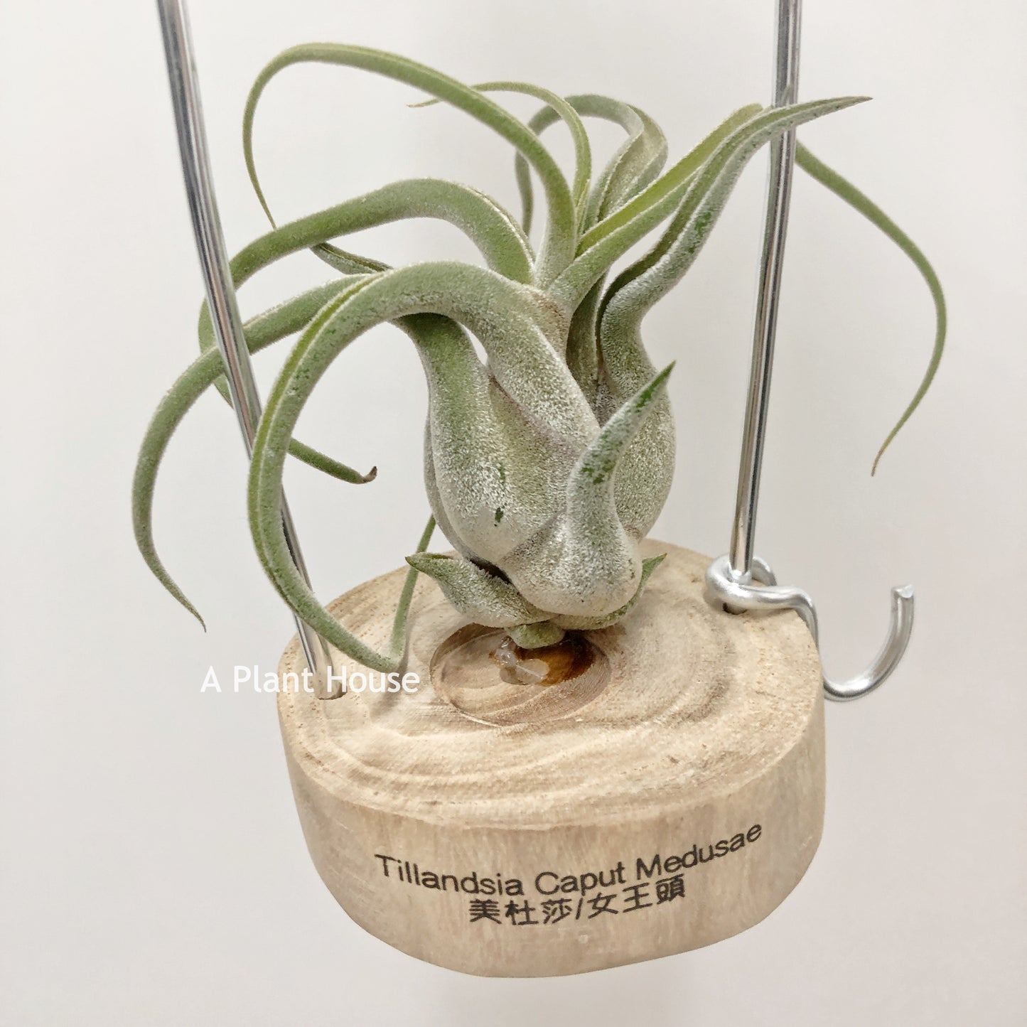 Tillandsia Caput-Medusa