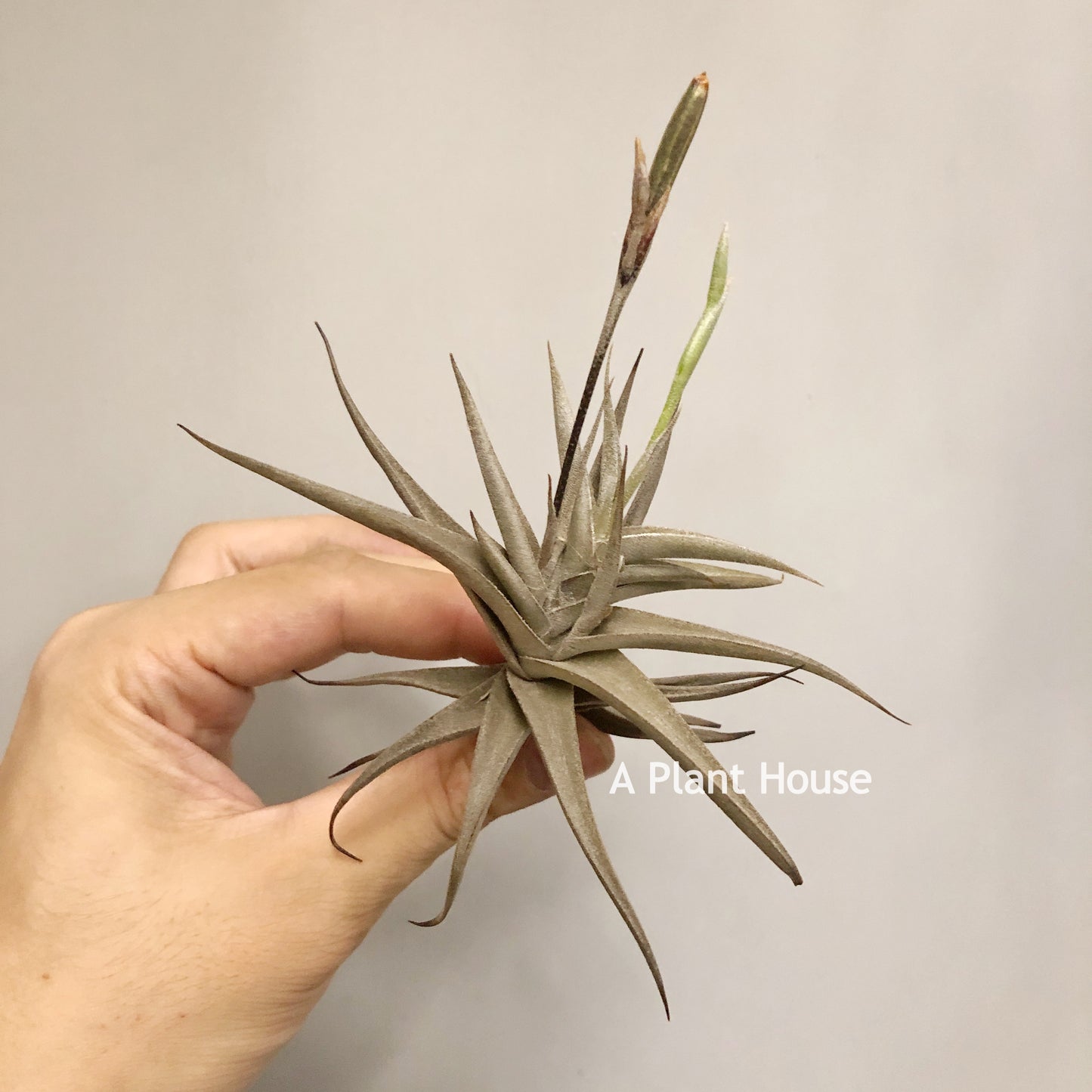 Tillandsia Gilliesii var. polisticha