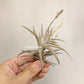 Tillandsia Gilliesii var. polisticha