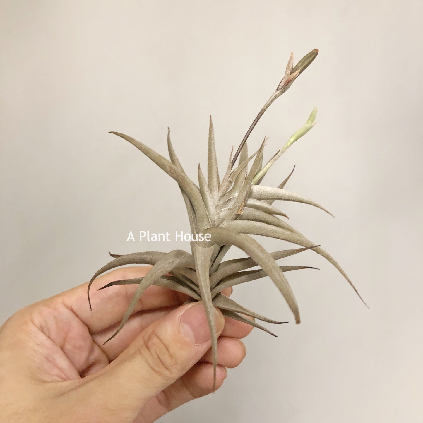 Tillandsia Gilliesii var. polisticha